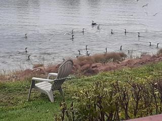Waterside Apts. - Cardigan - 5