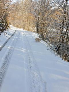 chalet de luve - Vireux-Wallerand - 8