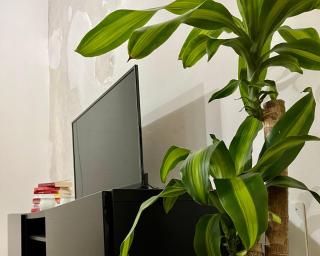 Magnolia Home - Piazza delle Erbe - Verona - 5