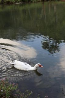 Sapiens house cabaña del lago clásica - 3