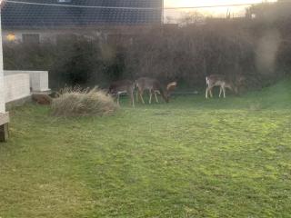 Villa Zuidwest 6, Garden, Dunes & Free parking - Zandvoort - 6