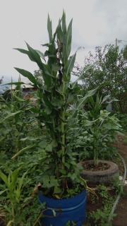 Kimashuku permaculture garden - 3
