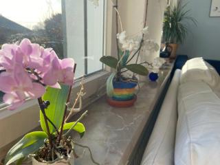 Platz, Natur, Lüneburg - Villa Heidberg - 5