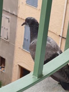 Casa Pernice - 5