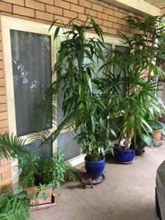 The singing frogs studio - Coffs Harbour - 5