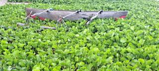 Tanna Chez Nous Bungalow and Tours - 3
