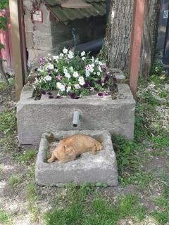 Lana Salta Alpakas - Gemütliche Gästezimmer auf dem Bauernhof - 4