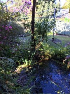 The singing frogs studio - Coffs Harbour - 0