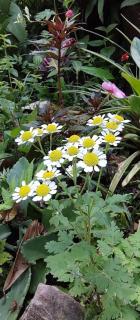 Hospedaria Quintal Dos Sonhos - 4