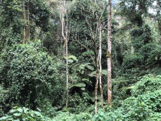The Rustic Gorilla Cabin-Bwindi - Kanungu - 5