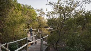 Mashatu Lodge - Lentswelemoriti - 9