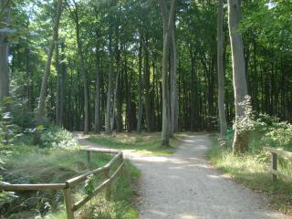 Küstenwald - Ferienwohnung Klatschmohn - Müritz - 4