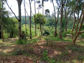 Johnson's Fruit Garden - Meenangadi - 5