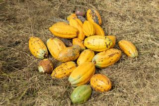 Johnson's Fruit Garden - Meenangadi - 3