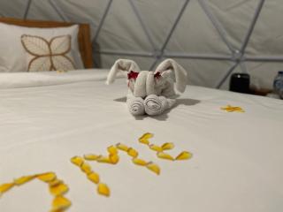 Glamping @ Pebbles & Fins - 1