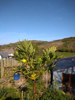 Fern Cottage Annexe - Croyde - 2