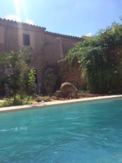 Typical old Majorcan house with a private pool - Biniali - 6