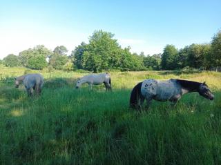 Le Ranch Amadeus - Saint-Paul-en-Born - 7