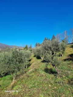 All ' ombra del lauro - Vellano - 3
