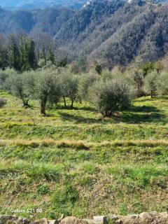 All ' ombra del lauro - Vellano - 1