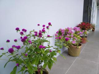 Greenery Rooms - Tawau - 6