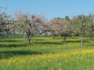 Monteurwohnung Arold - Creglingen - 6