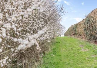 The Corn Bin - Sedlescombe - 4