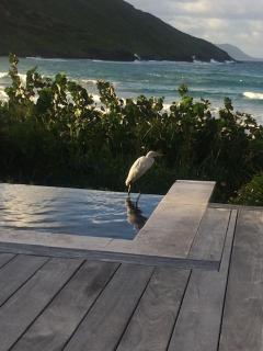 Oceanfront Beach House - RATE SPECIAL- Valentines on BEACH w Club Access Tennis King Bed - Christophe Harbour - 1
