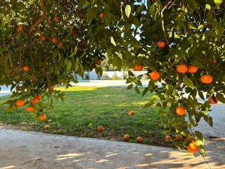 The Orange Garden - 3