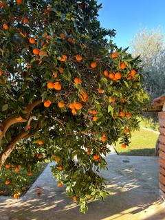 The Orange Garden - Nauplia - 4
