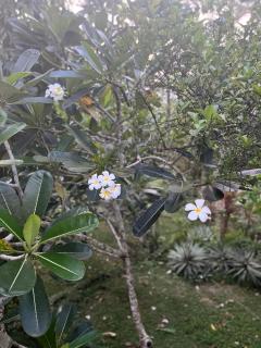 Swarnapaya résidence - 5