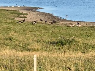 genieten aan de Zeeuwse kust - Burgh Haamstede - 1