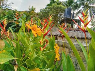 New Summer Vacation - Hikkaduwa - 9