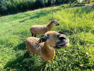 Cabane la Clef des Champs au Mas des Entrages - 5