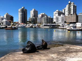 PUNTA DEL ESTE * Funcional y Acogedor Apto. en la Península * 1 Dorm 3 Pers. A 150 mts. del puerto deportivo, 2 cuadras de Gorlero, 10min de la Terminal de Buses. - Punta del Este - 0