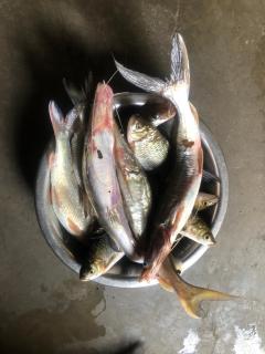 Tharu Community Home Stay - Chitwan - 8