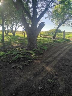 The Peppertree -  - 1