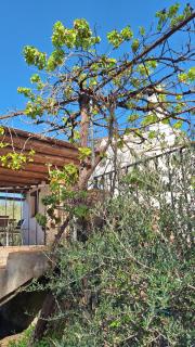 Finca el Agua da Vida (Los Eucaliptos & Los Olivos) - Comares - 3