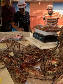 Sous les tropiques - 5