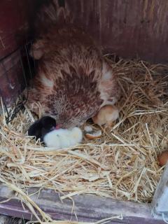 Ferienwohnung Kobelsberg - 3