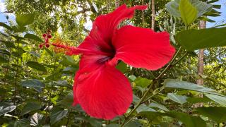 L'HIBISCUS rénové Sept 2025 - 9