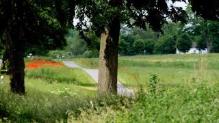 Bungalow Wallner - Basedow - 4