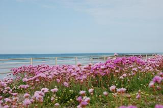 Salt Marsh Apartment - Tywyn - 7