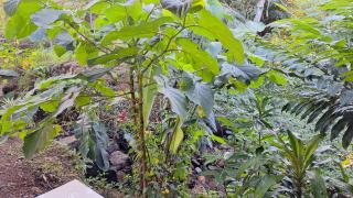 Bee house - Aguas Zarcas - 3