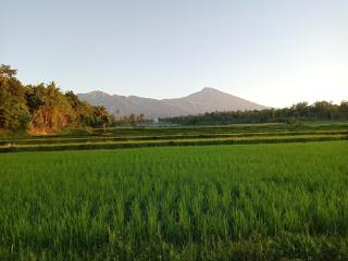 Hendra Homestay - Tetebatu - 8