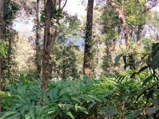 Spice Grow koinakkad vagamon - Pīrmed - 2