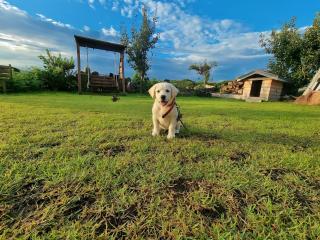 Tree House Guesthouse - Jeju-stad - 5