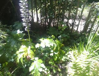 Cosy cottage+ secluded garden - 2