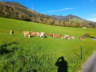 Viehhofgut - Bruck an der Großglocknerstraße - 7