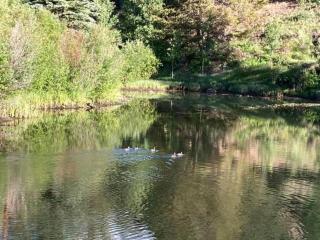 Private 313 Acre retreat/lakes/direct forest entry - 7